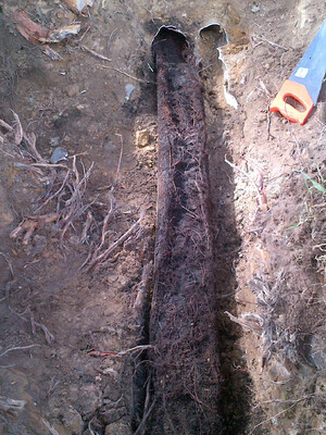 Sweeney's Plumbing Service Pty Ltd Pic 4 - Roots removed from clients sewer line