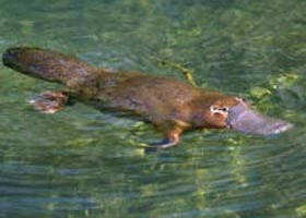 Eilean Donan Gardens Pic 1 - platypus