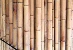 Bamboo Australia Pic 4 - Bamboo poles available in many sizes customised lengths several colours and species visit our website for more information