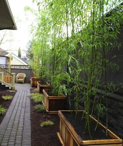 Bamboo Australia Pic 1 - Running Bamboo plant species are ideal for a potted garden