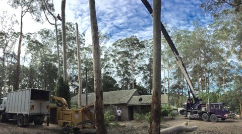 Ben Hastings Tree Service Pty Ltd Pic 1