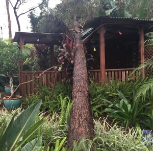 Ben Hastings Tree Service Pty Ltd Pic 2