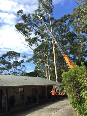 Ben Hastings Tree Service Pty Ltd Pic 5