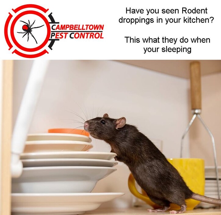 Campbelltown Pest Control Pic 1