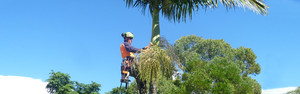 Professional Tree Works Pic 4