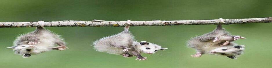 Possum Removal Melbourne Pic 1