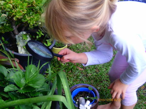 fairy garden family day care Pic 2 - Discovering nature Checking on our strawberries