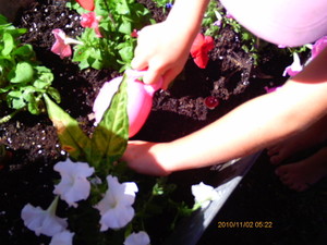 fairy garden family day care Pic 4 - Gardening in the fairy garden Planting seeds