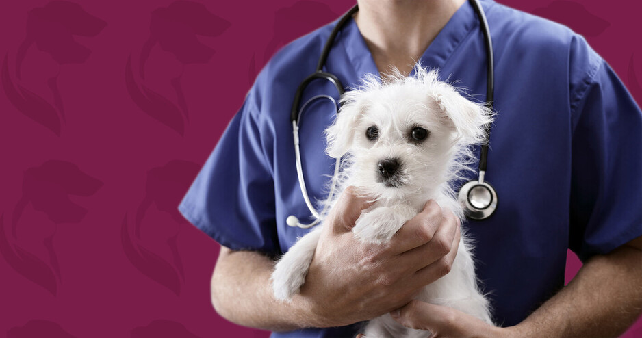 Keysborough Veterinary Practice Pic 1