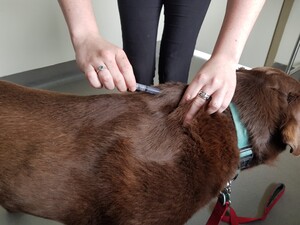 Keysborough Veterinary Practice Pic 2 - Pet care