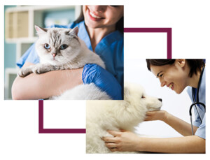 Keysborough Veterinary Practice Pic 4 - Pet care