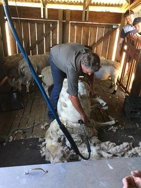 McLarens Shearing & Rural Services Pic 1 - Shearing