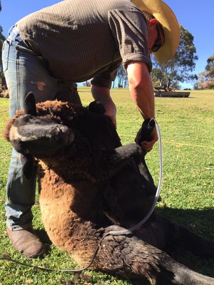 McLarens Shearing & Rural Services Pic 2 - Sheep Shearing