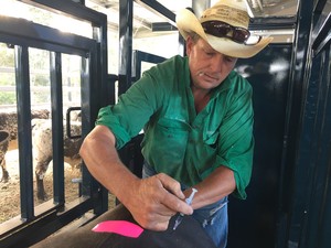 McLarens Shearing & Rural Services Pic 3 - Artificial Insemination Program