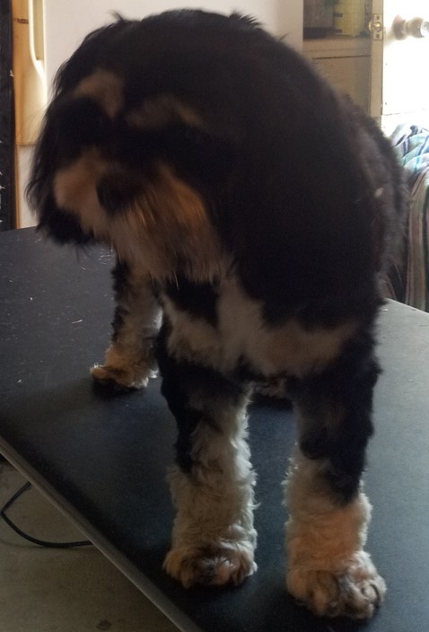 Heads to Tails Dog Grooming Pic 1 - this is ruby a cavalier X shit suz