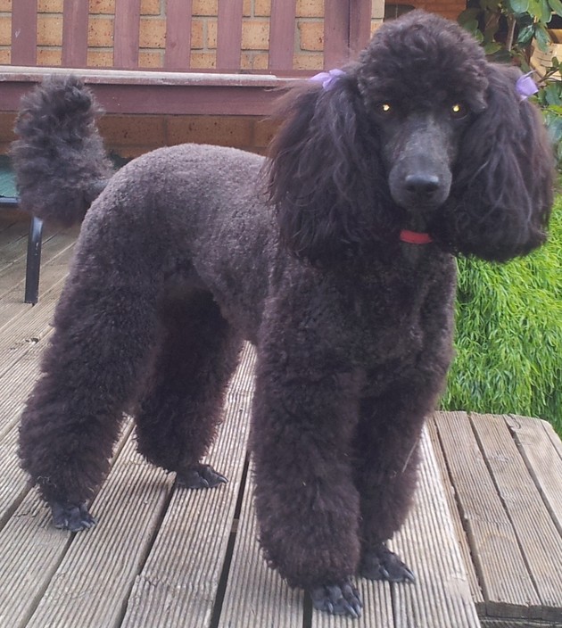 Heads to Tails Dog Grooming Pic 2 - This is Sabrina a poodle after her grooming session