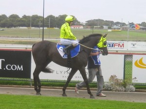 Australian Thoroughbred Bloodstock Pic 3