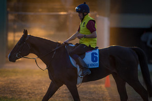 Australian Thoroughbred Bloodstock Pic 4