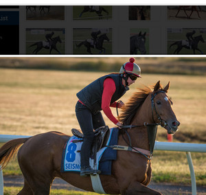 Australian Thoroughbred Bloodstock Pic 5