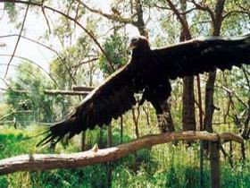 Curlew Hill Sanctuary Pic 1 - Curlew Hill Sanctuary Ironbank Adelaide Hills South Australia