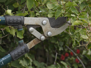 Mr. Fixer Pic 4 - clipping hedges handyman garden maintenance in Melbourne