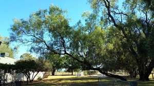 Martin's Gardening Service Pic 5 - tree removal Before