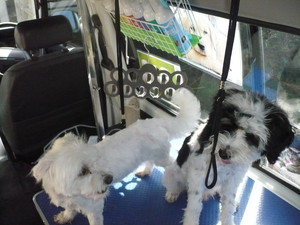 Elley's Happy Paws Wash & Groom Pic 5