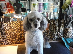 Elley's Happy Paws Wash & Groom Pic 3