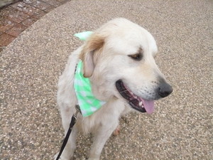 Elley's Happy Paws Wash & Groom Pic 4 - Beautiful Boy Baxter