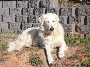 Elley's Happy Paws Wash & Groom Pic 2 - Ollie chilling in the sun