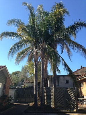 AFFORDABLE TREE & STUMP REMOVAL Pic 3 - BEFORE 2