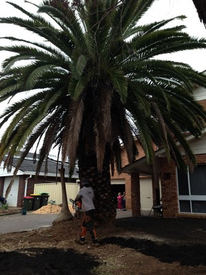 AFFORDABLE TREE & STUMP REMOVAL Pic 5 - BEFORE 3