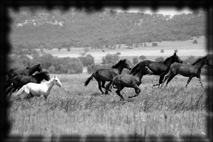 MMAD HORSES Pic 4