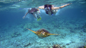 YellowFin Tours Pic 3 - Enjoy close encounters with wildlife