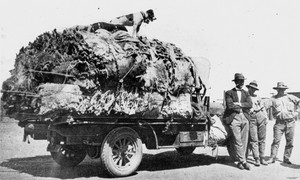 Qld Historical Services Pic 2 - A load of 3600 koala pelts obtained by a single party of hunters in the Clermont district during the open season of August 1927