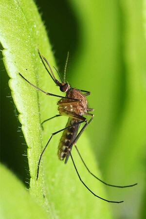 Mosquito Control Melbourne Pic 3