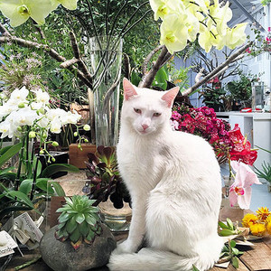 Garlands Florist Pic 3 - Our Supervisor