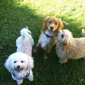 Dogwalker & Co Pic 2 - Panda Brian and Charlie