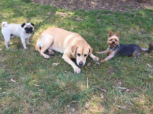 Dogwalker & Co Pic 3 - Elvis Jessie and Dezi