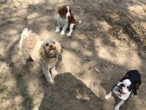 Dogwalker & Co Pic 4 - Charlie Archie and George