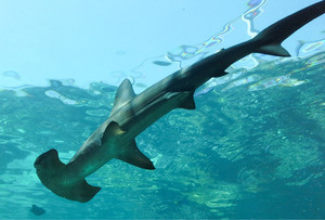 Great Barrier Reef Marine Park Pic 5 - Hammerhead sharks are just so crazy lookin