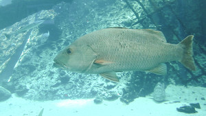 Great Barrier Reef Marine Park Pic 4 - Plenty to check out in the marine park