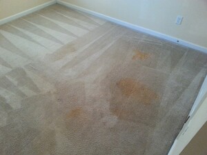 Carpet Cleaning Red Hill Pic 4