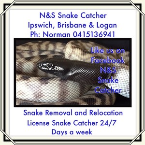 N&S Snake Catcher Pic 4