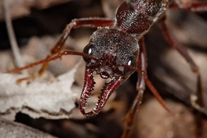 Ranger Pest Control Pic 1 - Ranger Pest Control offers great prices on effective ant control services including termite and pest inspection in Eastern Suburbs of Melbourne