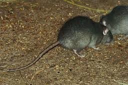 Ranger Pest Control Pic 2 - Ranger Pest Control provides Rodent control in all eastern suburbs of Melbourne to residential commercial properties