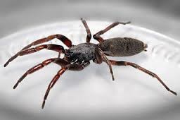 Ranger Pest Control Pic 3 - Ranger Pest Control provides spider control services in all eastern suburbs of Melbourne to residential and commercial properties