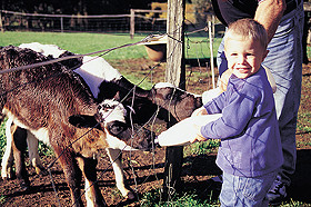 Pemberton Farm Chalets Pic 1 - Pemberton Farm Chalets Pemberton Western Australia