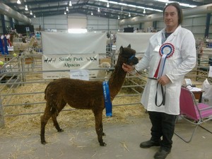 Sandy Park Alpaca Stud Pic 3