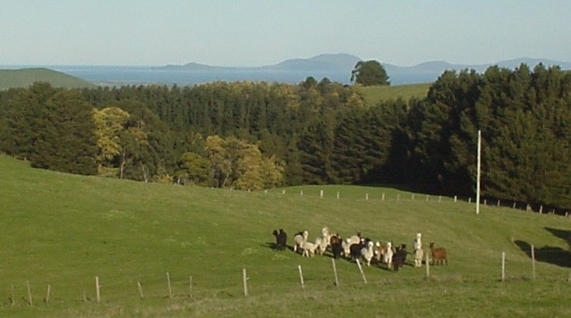 Sandy Park Alpaca Stud Pic 1